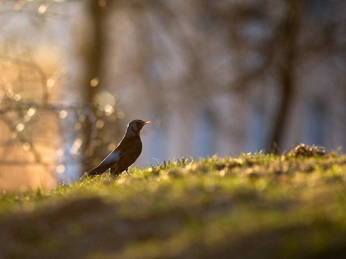 Народные приметы на апрель 2016 года
