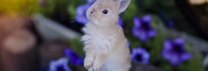 кролик и цветы