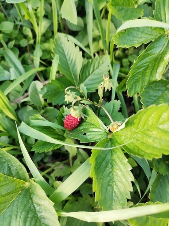 Народные приметы на 9 июля 2021 года: что категорически нельзя делать в день Давида Земляничника