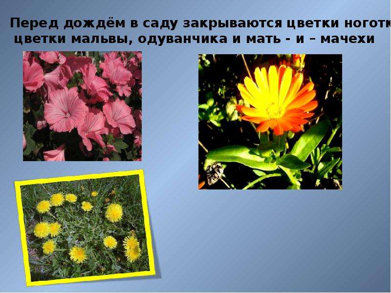 Народные приметы как средство определения погоды - презентация к уроку Окружающий мир, слайд №19