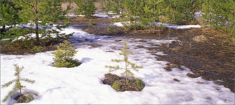 проталины-в-лесу-в-марте