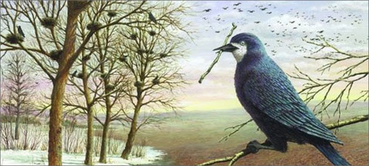 птицы-строят-гнезда