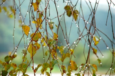 Дождливая осень