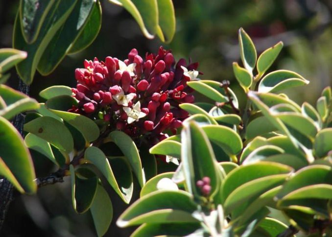 народные приметы связанные с растениями