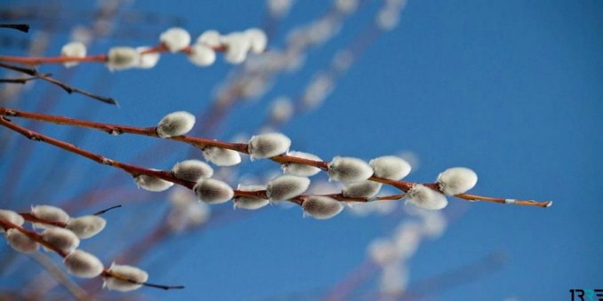 народные приметы связанные с растениями