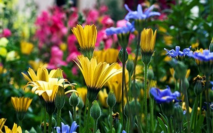 Народные приметы о погоде по растениям: как предсказать на основе наблюдений