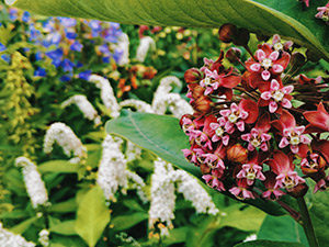 Июль в саду