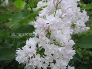 Сирень Красавица Москвы © blumgarden.ru
