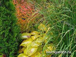 Туя, хоста, молиния в октябре © blumgarden.ru
