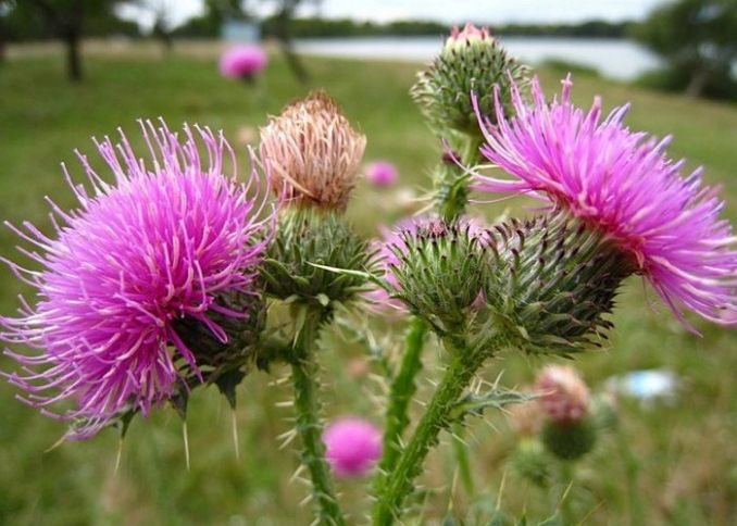 народные приметы связанные с растениями