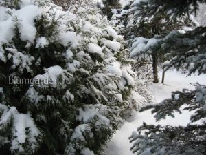 Декабрь © blumgarden.ru