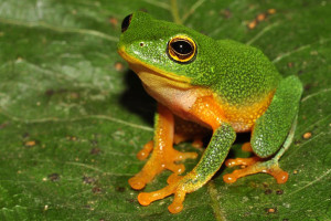 Народные приметы о погоде по поведению животных. Приметы о погоде про животных Приметы с насекомыми