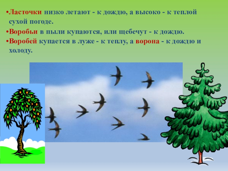 Ласточки низко летают - к дождю, а высоко -