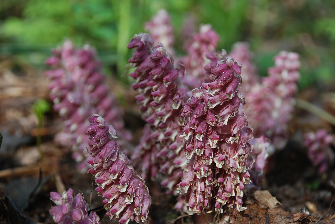 Календарь народных примет на январь &ndash; 15