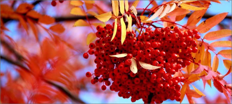 гроздь-рябины