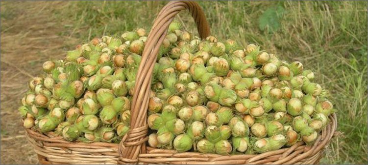 большая-корзинка-спелых-орехов