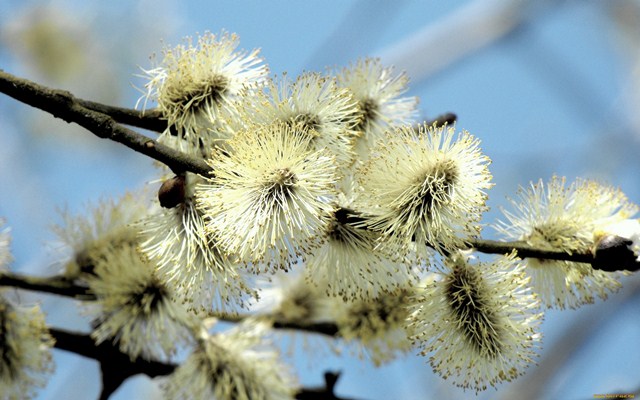 Распустилась ива 