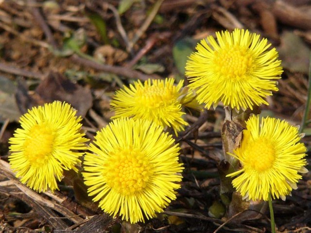 Зацвела мать-и-мачеха