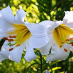 Какие цветы посадить осенью чтобы цвели весной и летом