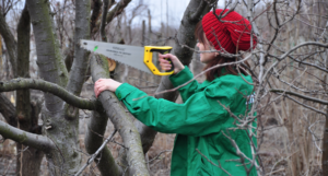 Осенняя обрезка деревьев в саду