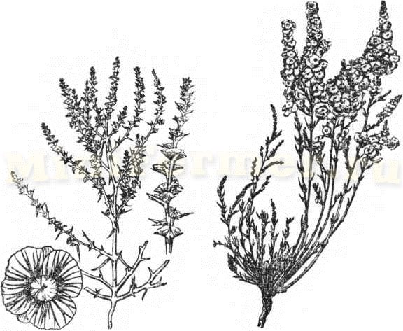 Растения засоленных почв - Солянки