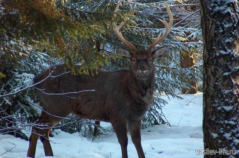 Олений питомник