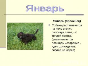 Январь (просинец) Собака растягивается на полу и спит, раскинув лапы, - к теплой