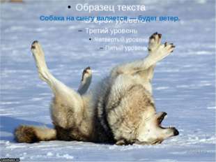  Собака на снегу валяется — будет ветер. 