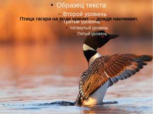  Птица гагара на воде кричит — дождя накликает. 