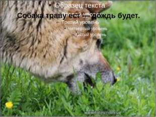  Собака траву ест — дождь будет. 