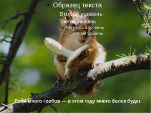  Если много грибов — в этом году много белок будет. 