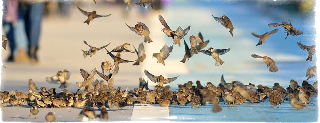 народные приметы на благовещение