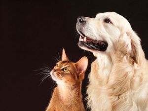 народные приметы по которым можно определить погоду