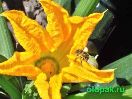 народные приметы по которым можно определить погоду