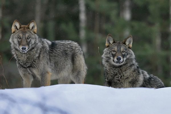 Приметы и поверья на сегодня 17 февраля 2020 года помогут узнать, какую погоду стоит ждать в будущем