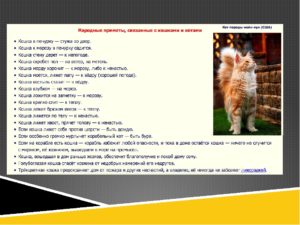 Приметы про кошку в доме, связанные с погодой, прибавлением в семействе