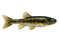 Гольян обыкновенный