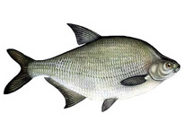 Лещ, подлещик