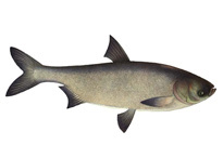 Толстолобик