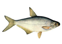 Белоглазка