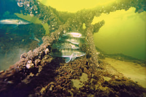 Место стоянки судака