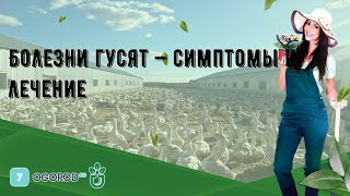 К чему снятся гусята. ловить гусенка
