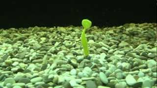 Виброхвост mann s samba-800