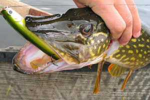 Пойманная щука