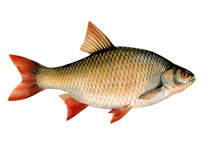 Краснопёрка