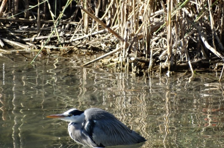 Прогноз клева в Воронежской области