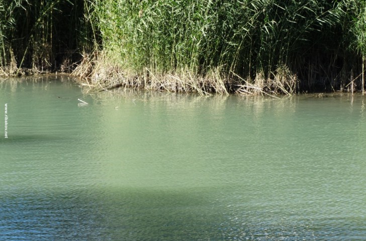 Прогноз клева в Воронежской области