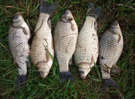 Прогноз клева в Воронежской области