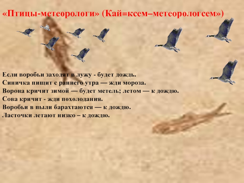 &laquo;Птицы-метеорологи&raquo; (Кай=ксем–метеорологсем&raquo;)Если воробьи заходят в лужу - будет дождь.Синичка
