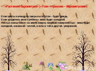 Если цветы календулы закрыты в бутон - будет дождь.Если уродилось много рябины-